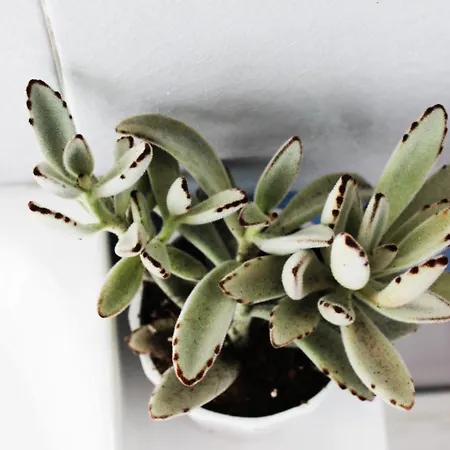 Daire Olosuites Limasol