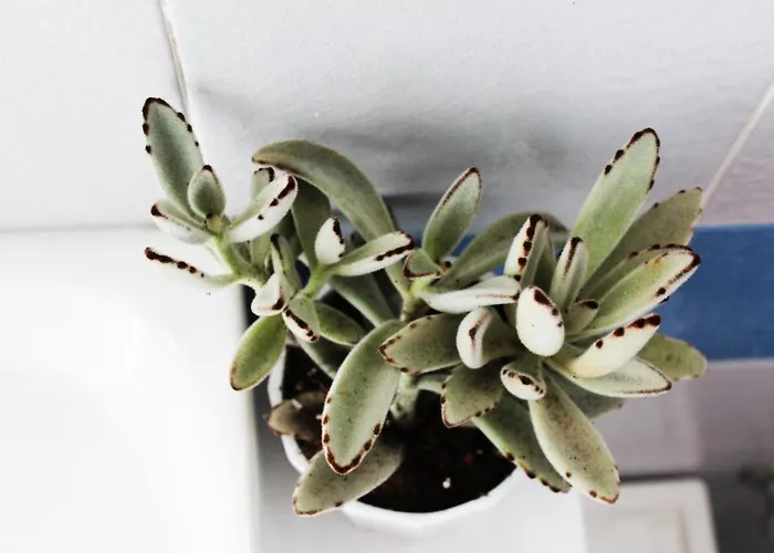 Daire Olosuites Limasol